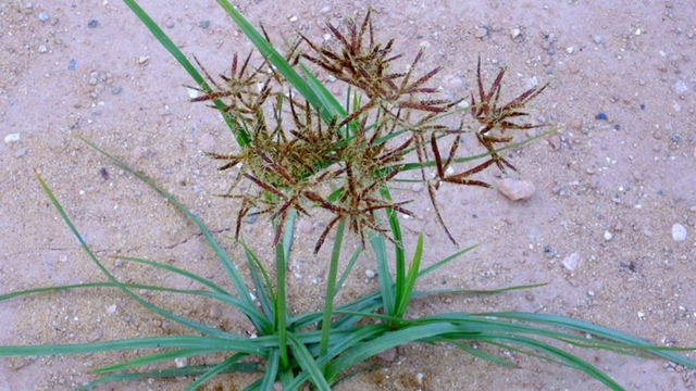 Loại cây "kẻ thù nhà nông" thấy là nhổ không ngờ 350.000 đồng/kg - Ảnh 1.