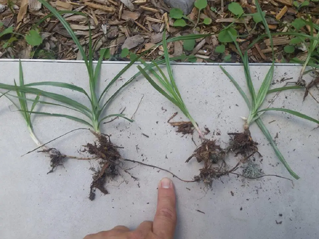 Loại cây "kẻ thù nhà nông" thấy là nhổ không ngờ 350.000 đồng/kg - Ảnh 2.