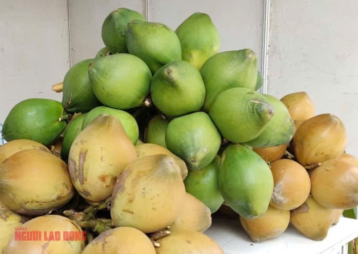Dừa xuất khẩu tươi: Bí kíp trồng dừa hiệu quả cho nông dân Việt Nam - Ảnh 2. Dừa xuất khẩu tươi: Bí kíp trồng dừa hiệu quả cho nông dân Việt Nam - Ảnh 2.