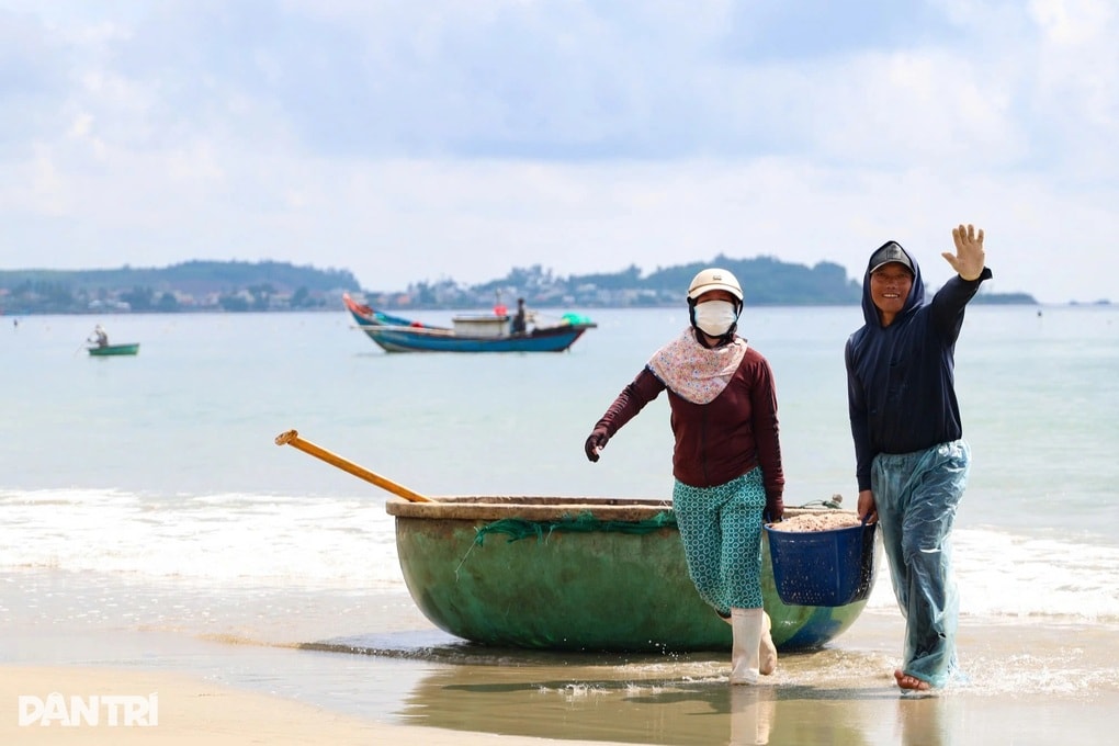 Bắt loài hải sản bé tí, ngư dân kiếm 1-2 triệu đồng mỗi ngày - 1 Bắt loài hải sản bé tí, ngư dân kiếm 1-2 triệu đồng mỗi ngày - 1