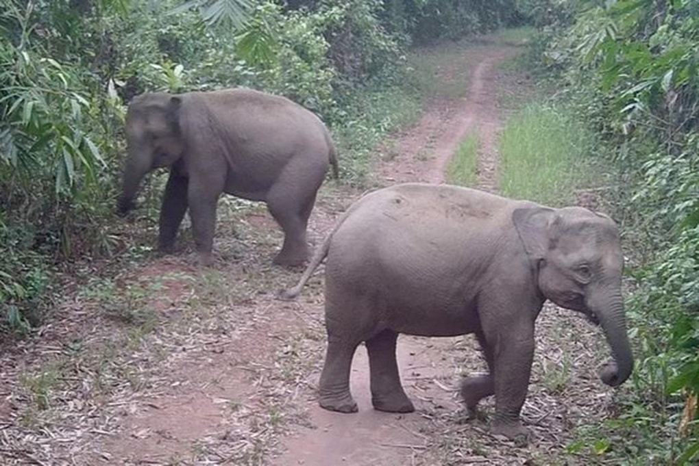 Đồng Nai nghiên cứu mở tour xem voi hoang dã - 2 Đồng Nai nghiên cứu mở tour xem voi hoang dã - 2