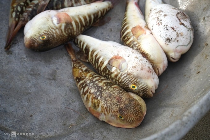 Cá nóc được đánh bắt từ vùng biển Bình Thuận, năm 2021. Ảnh: Khải Nguyên