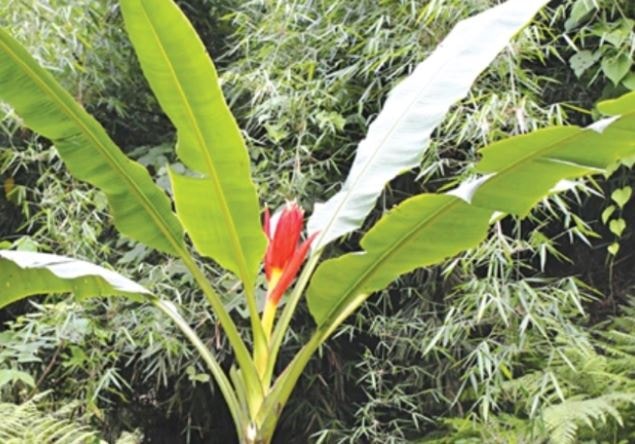 Loại quả xưa rụng đầy gốc nay thành đặc sản dân phố săn lùng, 150.000 đồng/kg - Ảnh 1.