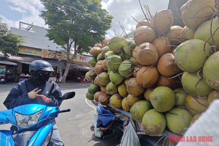 Giá dừa tươi giảm sâu: Nguyên nhân và giải pháp cho thị trường dừa Việt Nam - Ảnh 2.