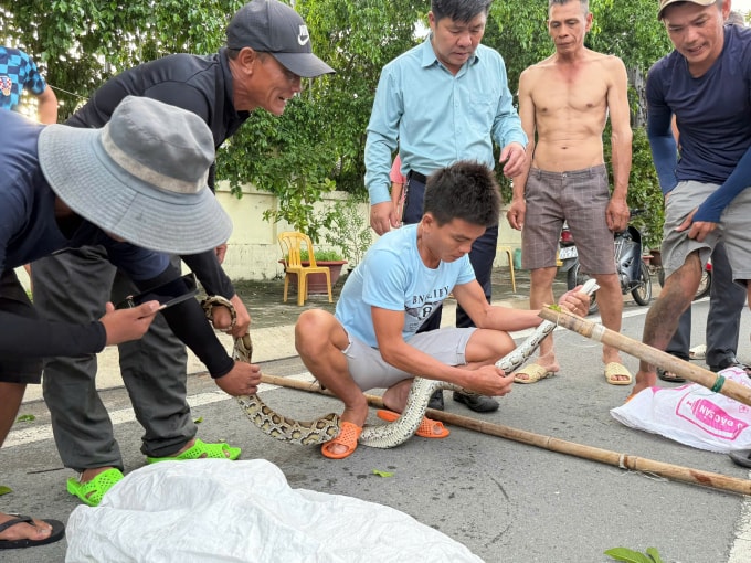 Người dân bắt trăn bỏ vào bao, rồi mang đi. Ảnh: Phạm Ka