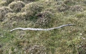 Bé trai đào được thứ đáng sợ trên bãi biển, người lớn lập gọi cảnh sát - Ảnh 4.