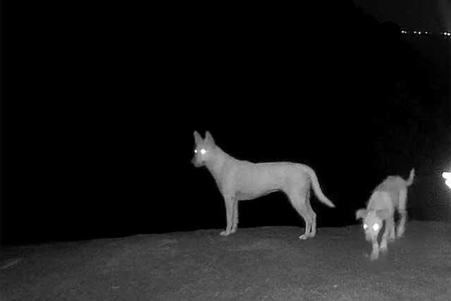 Danh tính 4 con vật trắng như tuyết trên núi Ma Thiên Lãnh gây bất ngờ - Ảnh 2.