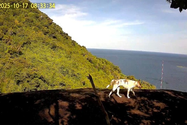 Danh tính 4 con vật trắng như tuyết trên núi Ma Thiên Lãnh gây bất ngờ - Ảnh 1.