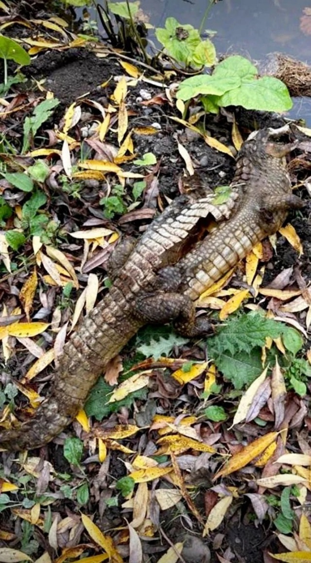 Cuộc săn lùng được phát động sau khi cần thủ kéo lên một sinh vật lạ - Ảnh 1. Cuộc săn lùng được phát động sau khi cần thủ kéo lên một sinh vật lạ - Ảnh 1.