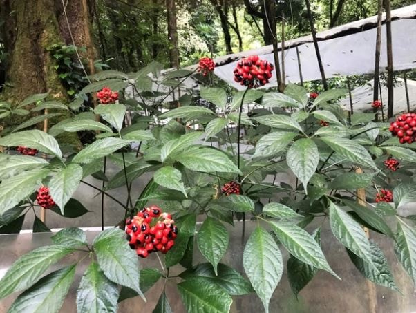 Loại lá đắt đỏ bậc nhất thế giới, chỉ có duy nhất ở Việt Nam, giá tới 150 triệu đồng/kg- Ảnh 1. Loại lá đắt đỏ bậc nhất thế giới, chỉ có duy nhất ở Việt Nam, giá tới 150 triệu đồng/kg- Ảnh 1.