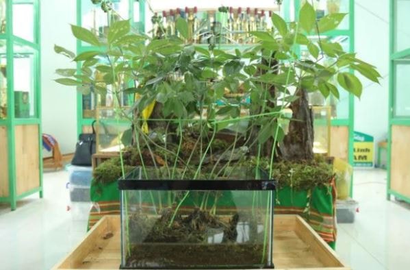 Loại lá đắt đỏ bậc nhất thế giới, chỉ có duy nhất ở Việt Nam, giá tới 150 triệu đồng/kg- Ảnh 2. Loại lá đắt đỏ bậc nhất thế giới, chỉ có duy nhất ở Việt Nam, giá tới 150 triệu đồng/kg- Ảnh 2.