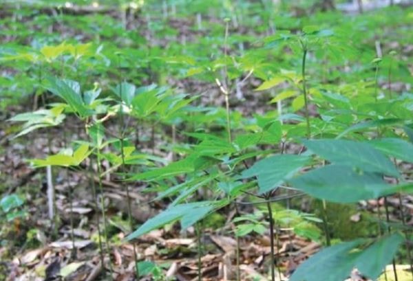 Loại lá đắt đỏ bậc nhất thế giới, chỉ có duy nhất ở Việt Nam, giá tới 150 triệu đồng/kg- Ảnh 3. Loại lá đắt đỏ bậc nhất thế giới, chỉ có duy nhất ở Việt Nam, giá tới 150 triệu đồng/kg- Ảnh 3.