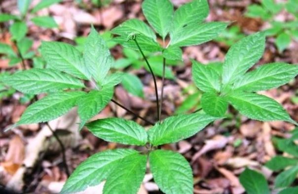 Loại lá đắt đỏ bậc nhất thế giới, chỉ có duy nhất ở Việt Nam, giá tới 150 triệu đồng/kg- Ảnh 4. Loại lá đắt đỏ bậc nhất thế giới, chỉ có duy nhất ở Việt Nam, giá tới 150 triệu đồng/kg- Ảnh 4.