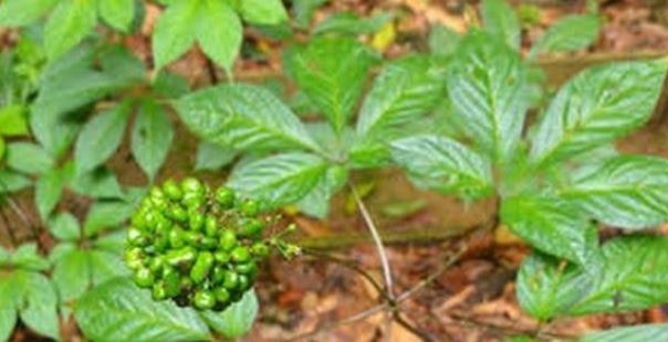 Loại lá đắt đỏ bậc nhất thế giới, chỉ có duy nhất ở Việt Nam, giá tới 150 triệu đồng/kg- Ảnh 5. Loại lá đắt đỏ bậc nhất thế giới, chỉ có duy nhất ở Việt Nam, giá tới 150 triệu đồng/kg- Ảnh 5.