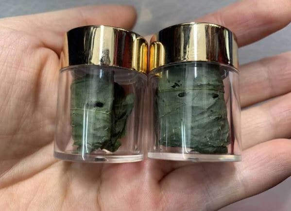 Loại lá đắt đỏ bậc nhất thế giới, chỉ có duy nhất ở Việt Nam, giá tới 150 triệu đồng/kg- Ảnh 7. Loại lá đắt đỏ bậc nhất thế giới, chỉ có duy nhất ở Việt Nam, giá tới 150 triệu đồng/kg- Ảnh 7.