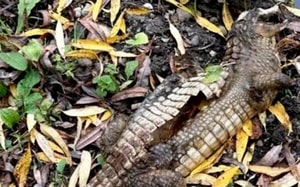 Dắt chó đi dạo vô tình phát hiện trăn khổng lồ- Ảnh 3. Dắt chó đi dạo vô tình phát hiện trăn khổng lồ- Ảnh 3.