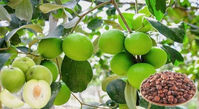 Thứ 90% người Việt bỏ đi không ngờ là "mỏ vàng", giá hơn 2 triệu đồng/kg - Ảnh 2.