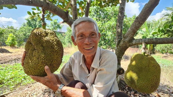 Cần Thơ: Nông dân 75 tuổi thu nhập hơn 1 tỉ đồng/năm nhờ giống mít  Cần Thơ: Nông dân 75 tuổi thu nhập hơn 1 tỉ đồng/năm nhờ giống mít