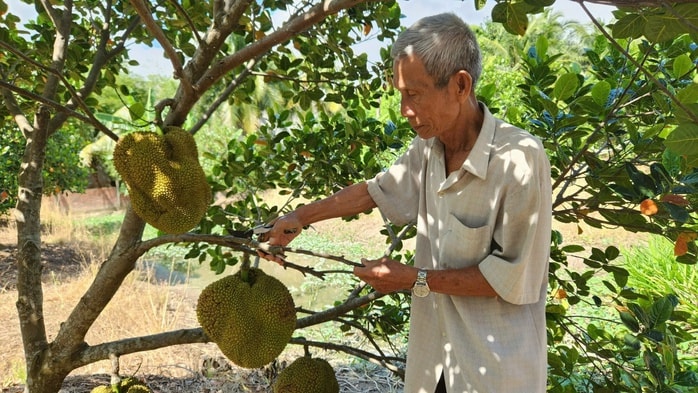 Cần Thơ: Nông dân 75 tuổi thu nhập hơn 1 tỉ đồng/năm nhờ giống mít  Cần Thơ: Nông dân 75 tuổi thu nhập hơn 1 tỉ đồng/năm nhờ giống mít