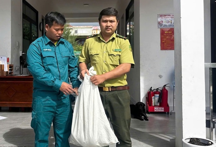 Trăn dài 3m lạc vào khu dân cư ở Đà Nẵng gây xôn xao cộng đồng - Ảnh 2. Trăn dài 3m lạc vào khu dân cư ở Đà Nẵng gây xôn xao cộng đồng - Ảnh 2.