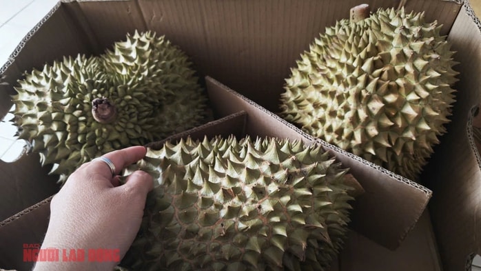 Sầu riêng trái vụ và nguyên nhân giá giảm bất ngờ tại Đắk Lắk - Ảnh 2. Sầu riêng trái vụ và nguyên nhân giá giảm bất ngờ tại Đắk Lắk - Ảnh 2.
