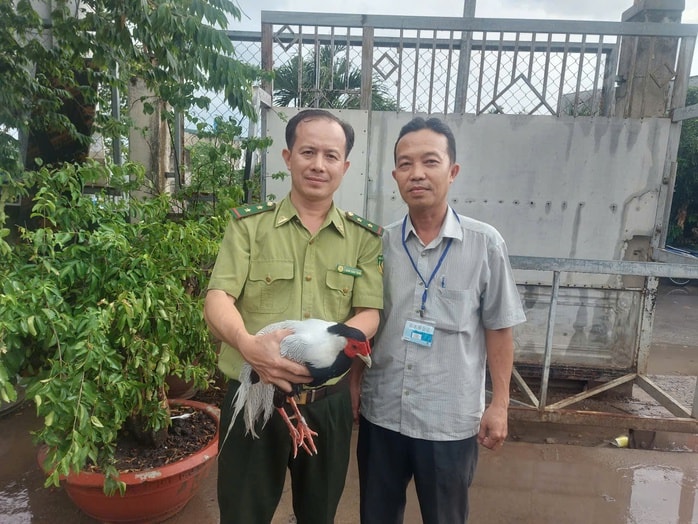 Gà lôi trắng qúy hiếm tại TP HCM được cứu hộ và nuôi dưỡng - Ảnh 1. Gà lôi trắng qúy hiếm tại TP HCM được cứu hộ và nuôi dưỡng - Ảnh 1.