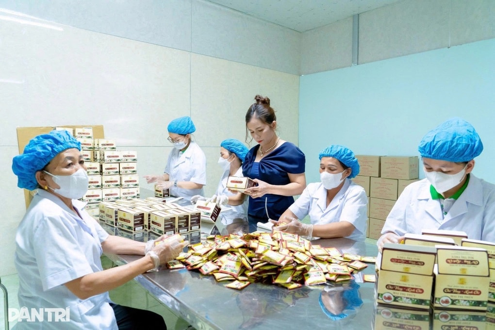 Người hái chè thuê thành nữ tỷ phú nhờ loài cây mọc ở triền đồi - 4 Người hái chè thuê thành nữ tỷ phú nhờ loài cây mọc ở triền đồi - 4