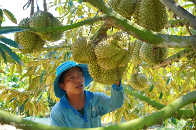 Vườn sầu riêng tại xã Tân Lập (Tân Thạnh, Long An cũ). Ảnh: Hoàng Nam