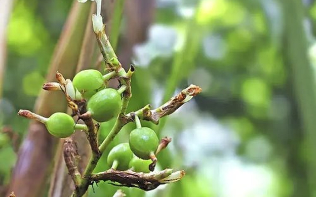 Loại hạt đắt đỏ bậc nhất thế giới, giá tận 2 triệu/kg không ngờ có đầy ở Việt Nam - Ảnh 4.