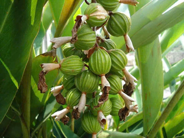 Loại hạt đắt đỏ bậc nhất thế giới, giá tận 2 triệu/kg không ngờ có đầy ở Việt Nam - Ảnh 1.