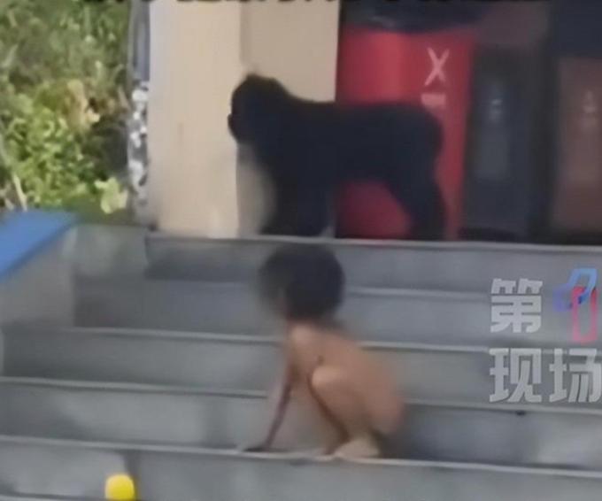 Hình ảnh cậu bé 3 tuổi không được mặc quần áo, tranh giành đồ chơi với thú cưng ngoài đường, tại huyện Nam Giản, tỉnh Vân Nam, giữa thág 10/2025. Ảnh: 163.com