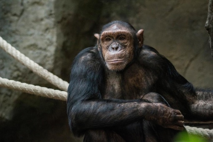 Tinh tinh là loài linh trưởng có trí thông minh cao. Ảnh: Stock