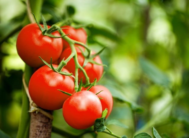 Mỹ đánh giá loại quả "tốt nhất thế giới", hóa ra quả quen thuộc ngoài chợ Việt - Ảnh 2.