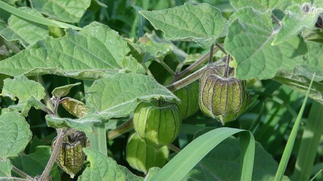 Loại cây dại mọc ven đường là "thần dược tự nhiên", bảo vệ gan, hỗ trợ kiểm soát đường huyết cực tốt - Ảnh 1.