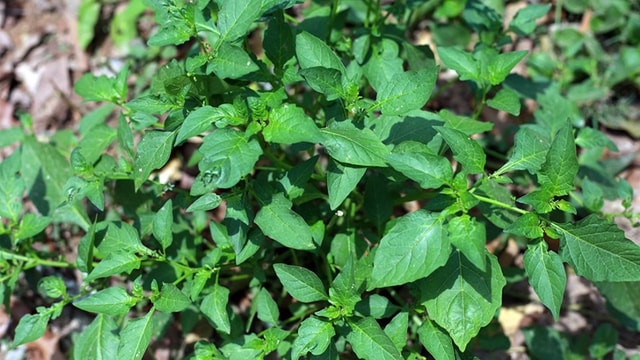 Loại cây dại mọc ven đường là "thần dược tự nhiên", bảo vệ gan, hỗ trợ kiểm soát đường huyết cực tốt - Ảnh 2.