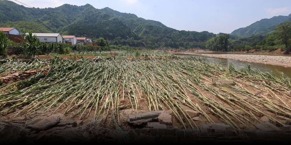 Nông dân mất trắng sau đêm mưa bão, gồng mình chống chọi thiên tai - 3 Nông dân mất trắng sau đêm mưa bão, gồng mình chống chọi thiên tai - 3