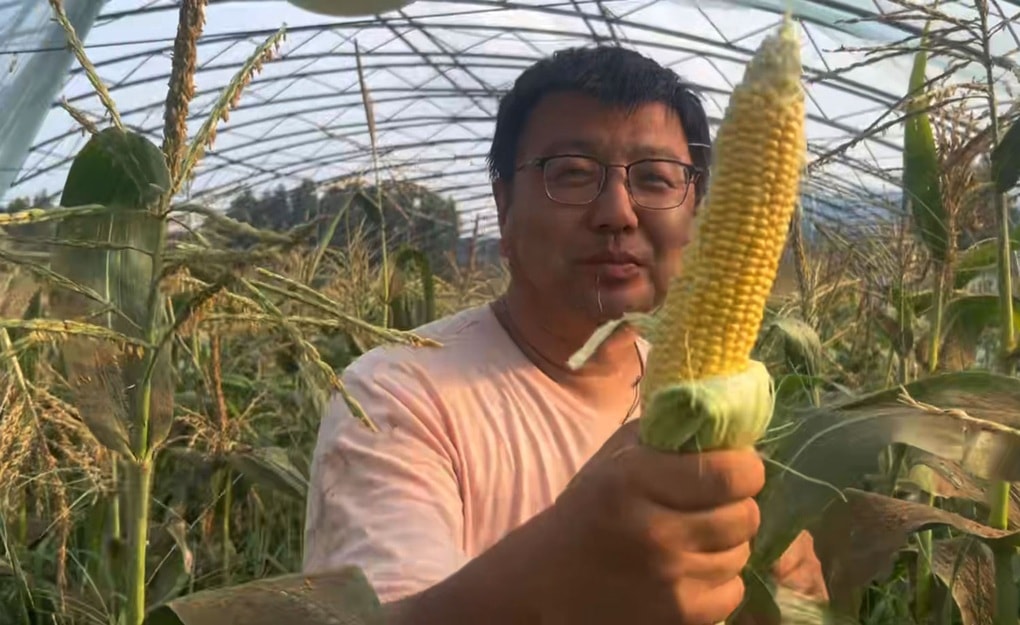 Nông dân mất trắng sau đêm mưa bão, gồng mình chống chọi thiên tai - 4 Nông dân mất trắng sau đêm mưa bão, gồng mình chống chọi thiên tai - 4