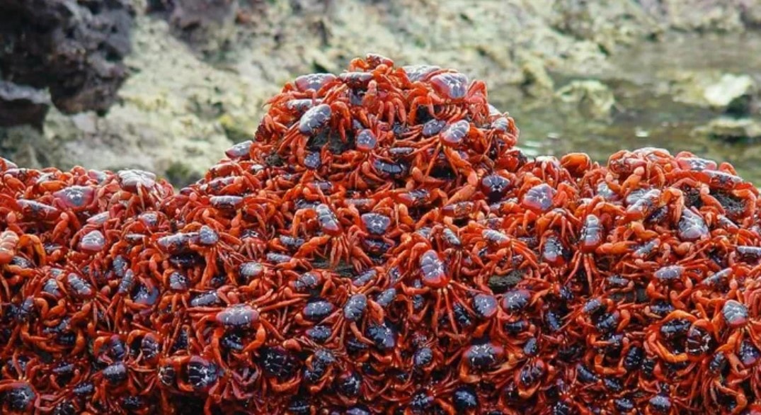 Hàng chục triệu cua đỏ bắt đầu cuộc di cư hàng năm