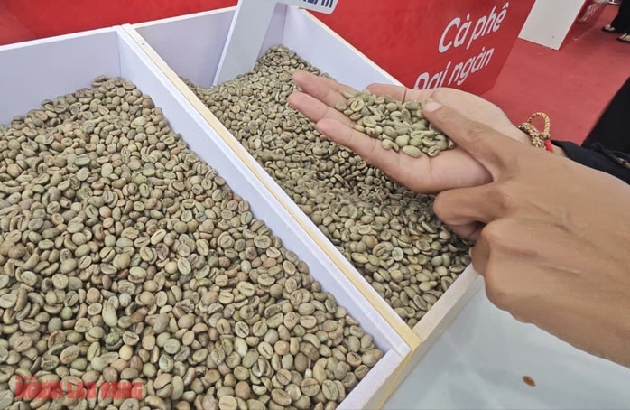 Giá cà phê hôm nay 25 - 10: Hồi phục nhẹ và điểm lạ trên thị trường cà phê - Ảnh 2. Giá cà phê hôm nay 25 - 10: Hồi phục nhẹ và điểm lạ trên thị trường cà phê - Ảnh 2.