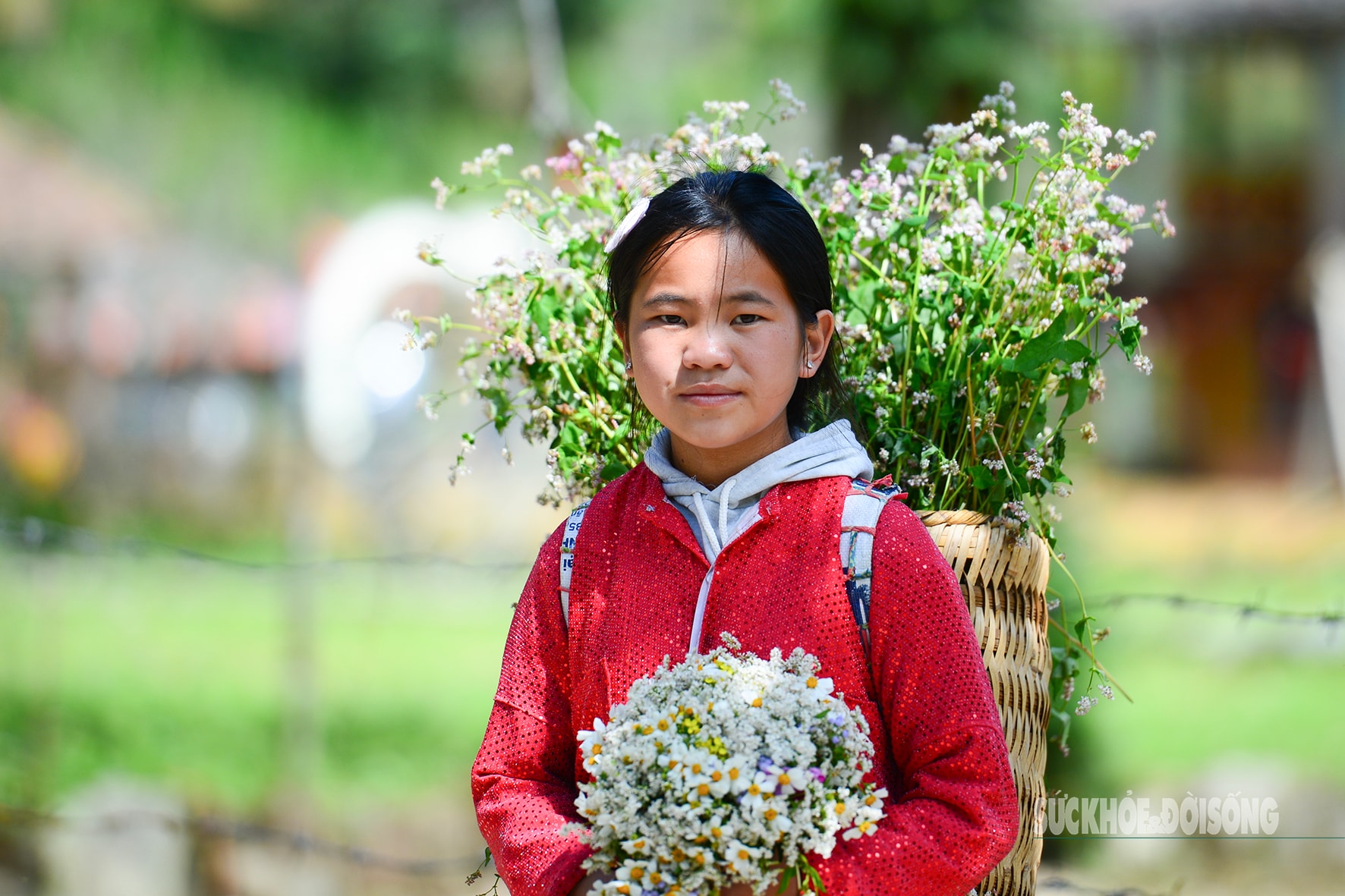 Đắm say mùa hoa tam giác mạch- Ảnh 5.