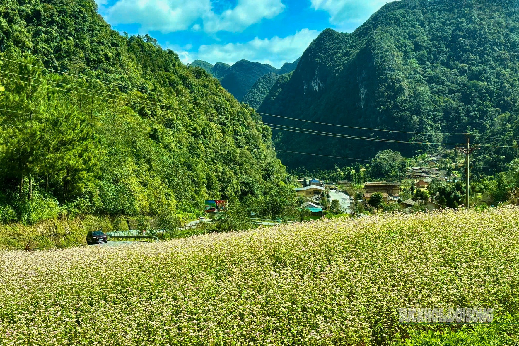Đắm say mùa hoa tam giác mạch- Ảnh 6.