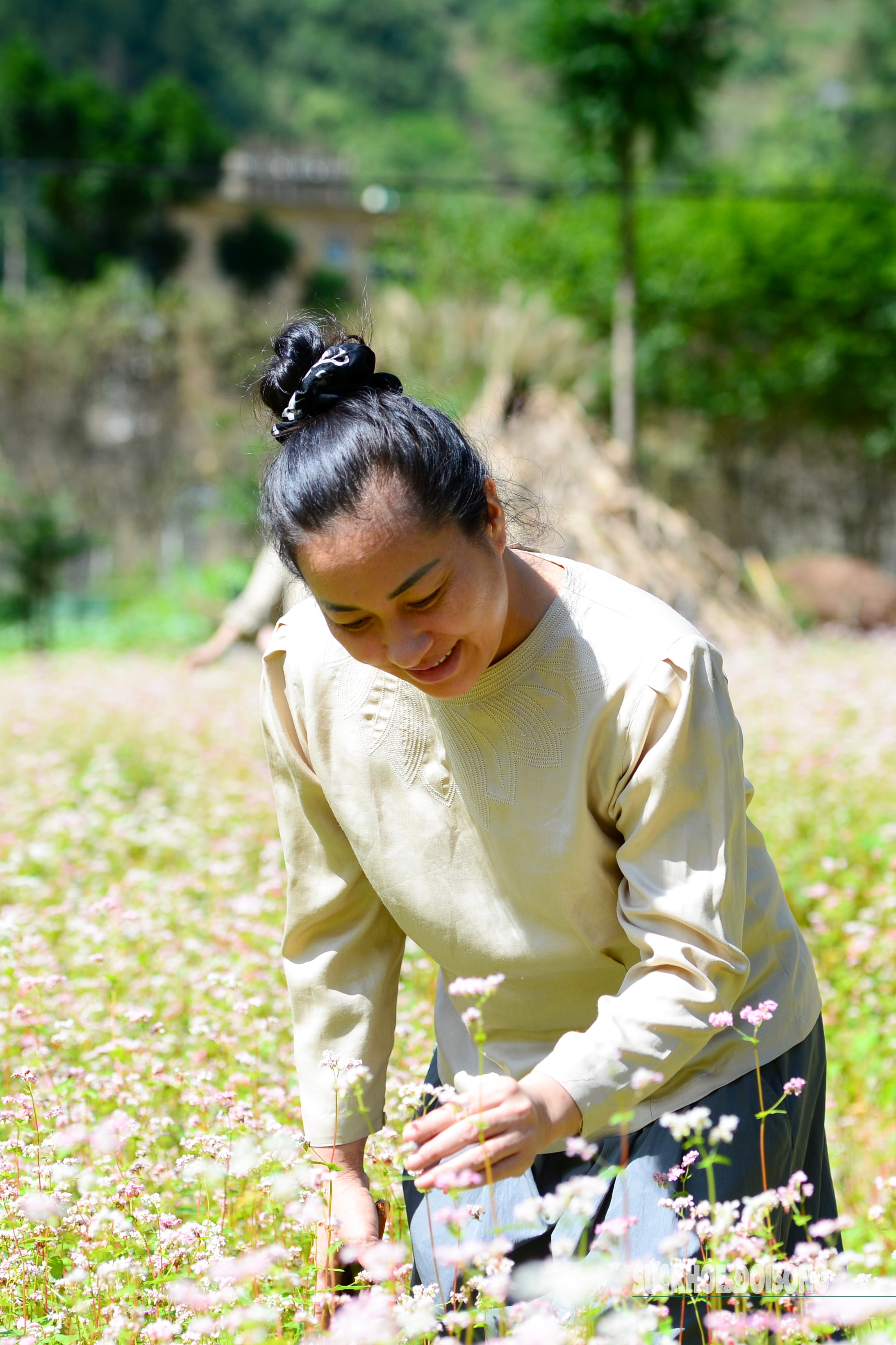 Đắm say mùa hoa tam giác mạch- Ảnh 2.