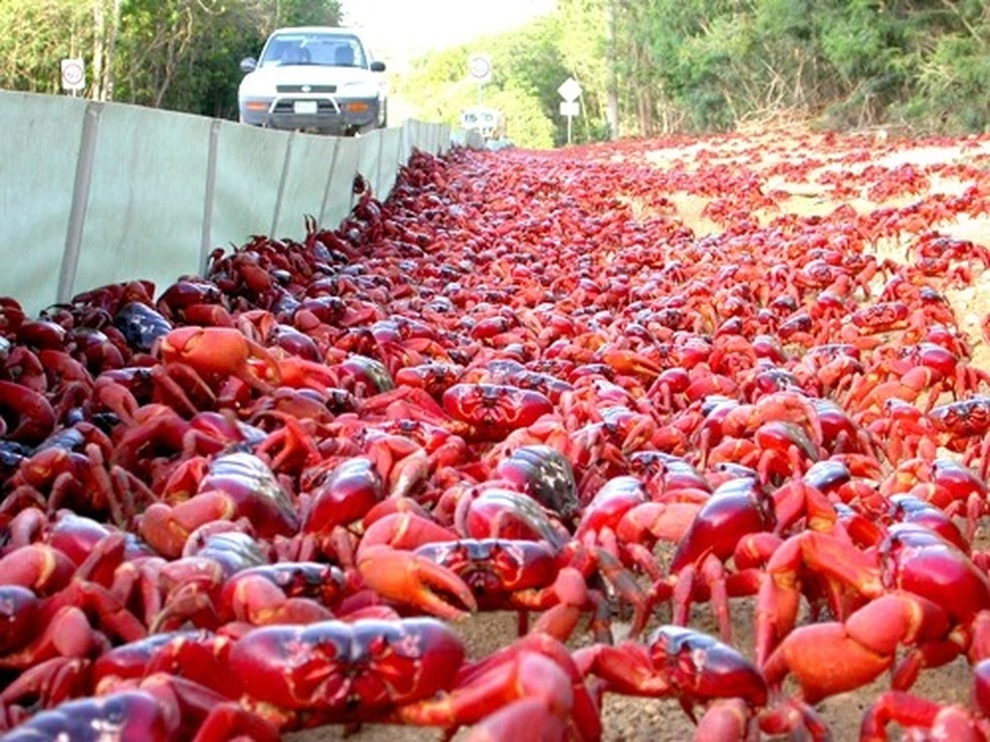 Hàng triệu con cua đỏ tràn ra đường, người dân phải né không giẫm lên chúng - 1 Hàng triệu con cua đỏ tràn ra đường, người dân phải né không giẫm lên chúng - 1