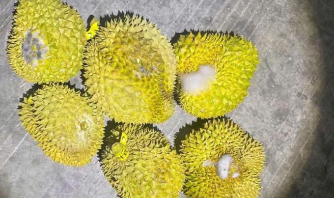 Sầu riêng chờ kiểm nghiệm ở Văn Lãng, Lãnh Sơn hơn 10 ngày đã lên mốc và nứt vỏ. Ảnh: Doanh nghiệp cung cấp