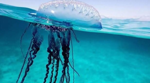 5 người ngất xỉu, nhập viện khẩn cấp sau khi ăn "món khoái khẩu" - Ảnh 2.