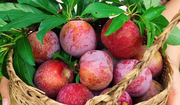 Quả mận: Có thể ổn định đường huyết tự nhiên mà ít người biết - Ảnh 3.