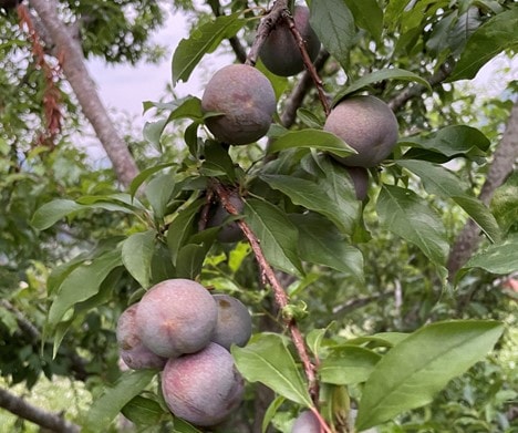 Quả mận: Có thể ổn định đường huyết tự nhiên mà ít người biết - Ảnh 1.