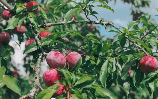 Quả mận: Có thể ổn định đường huyết tự nhiên mà ít người biết - Ảnh 2.