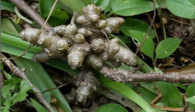 Cây dại xưa cho lợn ăn, nay nhổ bán 2 triệu/kg - Ảnh 2.