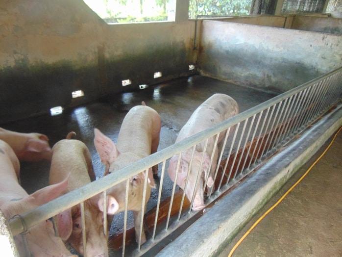 Giá heo hơi hôm nay, 25-10: Khu vực Tây Nam Bộ bất ngờ tăng giá - Ảnh 1.